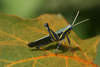 Eupropacris pompalis (Karsch, 1896): 2011. male (E Usamabara, Amani). (Otu).