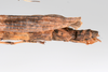 CollectionObject 1590113; 12f0d1aa-e2fd-4f0c-aace-b417936a0556: copyright ZSMC, Munich. female: end of abdomen, lateral view (holotype). (CollectionObject).
