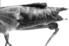 CollectionObject 1521523; f0daf6f5-0519-48c5-b541-acdebe9804cc: Image Carbonell, C.S. female abdomen end, lateral view (holotype of Bucephalacris paraguayensis). (CollectionObject).