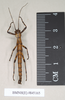 CollectionObject 1558247; 3561054c-469a-4110-864c-9d03ba2dd9de: copyright Natural History Museum, London. male (paratype). (CollectionObject).;CollectionObject 1558248; 01b2e8bc-046c-4eb6-9b39-8a056fb49749: copyright Natural History Museum, London. male (paratype). (CollectionObject).