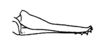 Ceuthophilus (Ceuthophilus) divergens Scudder, 1862: Fig. 154. ovipositor (bifid apex, female from Martinsville, IL). (Otu).