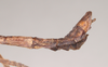 CollectionObject 1562075; NHMUK(SF IMPORT DUPLICATE) 844856, eef1f415-81a2-4af0-94e7-bee4d081a773: copyright Natural History Museum, London. male: end of abdomen, lateral view (holotype). (CollectionObject).