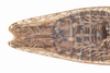 Live specimen: !! display not done !! on Paraphlepsius (Gamarex) rileyi (Baker, 1898): Paraphlepsius rileyi (Baker, 1898), female. Chattanooga, Hamilton Co., Tennessee, USA; July 14, 2021, at light. (Observation).