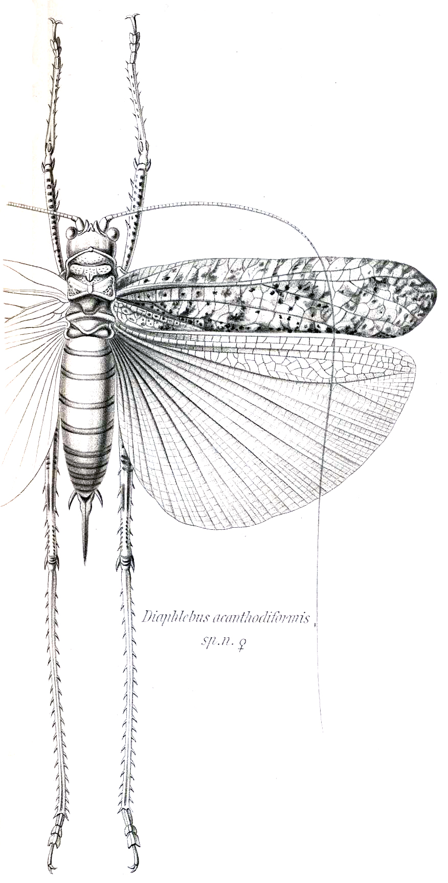 Pl. XIX, Fig. 46. female (body length 42 mm, tegmina, 59 mm, ovipositor 17 mm). Depicts Albertisiella acanthodiformis (Brunner von Wattenwyl, 1898), an Otu.