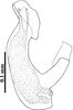 Aedeagus, lateral view: (Observation).