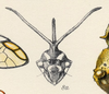 Head: !! display not done !! on Stylocentrus championi Fowler, 1896: (Observation).