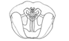 Zygoclistron trachystictum Rehn, 1905: Fig. 56. male abdomen tip, dorsal view. (Otu).