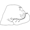Pygofer, lateral view on Anufrievia subapicifixa Yang & Zhang, 2018: Pygofer, lateral view. (Observation).