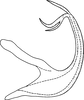 Aedeagus, lateral view on Edwardsiana menzbieri Zakhvatkin, 1948: Aedeagus, lateral view. (Observation).
