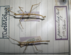 CollectionObject 1559858; 28caf0c6-4127-4916-93af-81539d78c9c4: copyright MHNG, Geneva. male (lectotype) [on right]. (CollectionObject).