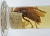 CollectionObject 1539594; 9260ad1d-6038-4710-8aa5-fdf15928428b, MNHN-EO-ENSIF1616: male, lateral view (holotype of Salomona redtenbacheri). (CollectionObject).