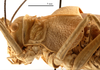 CollectionObject 1475331; 4e452ff7-0fc1-4572-afe6-f526fc4c793b: male head and pronotum, lateral view (holotype of Deracanthina mistshenkoi Bazyluk, 1972). (CollectionObject).