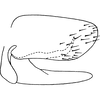 Pygofer, lateral view on Anagonalia melichari (Distant, 1908): Pygofer, lateral view. (Observation).