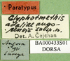 CollectionObject 1545334; 1c89a603-d00b-424a-b40b-52b5f90715c8: labels (paratype of Glyphotmethis adaliae angorensis). (CollectionObject).