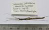 CollectionObject 1563743; 31a0be53-a6f5-4591-af23-2581e7627750: copyright FRIM. male (paratype). (CollectionObject).;CollectionObject 1563744; 9d17e985-3744-4757-8071-626e03c20c7a: copyright FRIM. male (paratype). (CollectionObject).