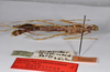 CollectionObject 1562153; d62f7024-ccfe-4f83-b2df-45069f6c7e4c: copyright ZMHB, Berlin. male, ventral view (holotype). (CollectionObject).