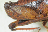 CollectionObject 1498695; 92395aed-5f50-4158-9292-b1a470e0c917: male, hind femur. (CollectionObject).
