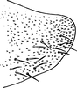 Pygofer, lateral view on Diomma (Diomma) pulchrum (Matsumura, 1916): Pygofer, lateral view. (Observation).