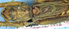 CollectionObject 1504047; 5ee35dc2-98d3-43ad-89d9-beef5bf3c902: male, dorsal view (holotype). (CollectionObject).