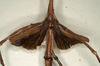 CollectionObject 1558309; NMW 761, 085c0800-dd1a-4b24-b05a-9393d17b5d27: copyright NMW, Vienna. female, wings (syntype). (CollectionObject).