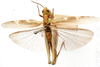 Anaeolopus dorsalis (Thunberg, 1815): dorsal view. (Otu).