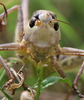 female in frontal view (from Croatia: Korcula Isl.). Depicts Decticus albifrons (Fabricius, 1775), an Otu.