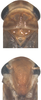 Head on Pseudothaia Kuoh, 1982: Head and thorax (P. striata Kuoh, photo by Cao Y.). (Observation).
