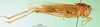 CollectionObject 1570319; 3d2fed87-34b9-4742-8309-0b7253b5c648: male, lateral view (syntype of Gastrimargus testaceus). (CollectionObject).