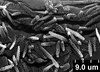Brochosomes: !! display not done !! on Oncometopia (Oncometopia) orbona (Fabricius, 1798): OM154 | U.S.A., Illinois, Vermilion Co., 2mi NE of Collison | 7/1-2/1979 | E. A. Lisowski | INHS. (Observation).