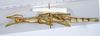 CollectionObject 1558334; 3dffb3fa-b8d8-4ef0-bd2b-8b9e1a206d72: copyright ANSP. female, ventral view (holotype). (CollectionObject).