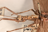 CollectionObject 1562252; e4ecf6ce-88ff-46e0-83e1-d582b1606cfc: copyright OUMNH. female: head and thorax, lateral view of Phasma (Necroscia) maculicollis (lectotype). (CollectionObject).