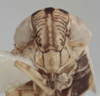 Head on Athysanella (Athysanella) stylosa Blocker, 1988: Head. (Observation).