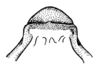 Ceuthophilus (Ceuthophilus) leptopus Strohecker, 1947: fig. 5a. epiphallus of type, caudal view. (Otu).