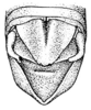 Dichromatos schrottkyi (Rehn, 1918): Pl. 18, Fig. 18 (after type). male abdomen tip, dorsal view. (Otu).