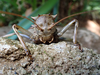 FieldOccurrence 435; e0085382-fccb-4a14-a299-ab4e3f9e4055; Tanzania
Rauforest near Moshi Kilimanjaro, 2021/11/??: male, frontal view. (FieldOccurrence).