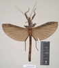 CollectionObject 1559119; 94fcfade-1a87-4e30-92d7-f934d5b8fbc1: copyright Natural History Museum, London. female (holotype). (CollectionObject).