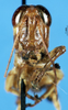 CollectionObject 1581364; 1df460df-211f-47d2-8bbb-56f5f91541bc: male, frontal view (paratype). (CollectionObject).