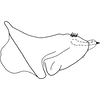 Pygofer, lateral view on Bonaspeia beveri Davies, 1987: Pygofer, lateral view. (Observation).