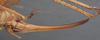CollectionObject 1505901; 97b50376-d569-4871-88fb-1b544e278a35: female ovipositor (paralectotype). (CollectionObject).