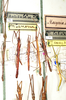 CollectionObject 1557462; 402dd993-b64e-45e0-af9a-9d5ef09739c8: copyright NMW. male (syntype). (CollectionObject).;CollectionObject 1557463; c9c4129f-6f3a-46c1-b8f2-37897d7742ae: copyright NMW. male (syntype). (CollectionObject).