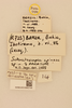 CollectionObject 2071198; c76a3ea6-bc71-4908-ac7a-c74c82e76532, NHMUK015982144: labels (paratype). (CollectionObject).