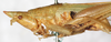 CollectionObject 1576642; NMW 22052, 54e50fc9-4298-425f-950e-d65cfb3c081e: male, lateral view. (CollectionObject).