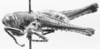 CollectionObject 1525554; 67fe3c8a-95fd-4ece-a3cc-2b0cb49c60ed: female, lateral view (allotype). (CollectionObject).