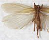CollectionObject 1533038; NMW 15.460', 1e7dca16-5ead-4a8e-b7d2-95952751d224: female, dorsal view (syntype). (CollectionObject).