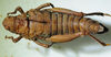 CollectionObject 1498702; 27418171-d4af-49b0-8e1d-eadd345d3a49: female, dorsal view. (CollectionObject).