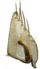 Subgenital plate: (Observation).