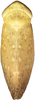Habitus, dorsal view on Neoaliturus pulcher (Haupt, 1927): Habitus, dorsal view. (Observation).
