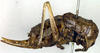 CollectionObject 1502203; 5b525e13-aa12-4c03-8d32-0c26ca6d502e: female, lateral view (syntype). (CollectionObject).