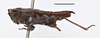 CollectionObject 1536500; f5ca0e16-8d37-4eea-aa41-c7469a72b90e, MZLU178046: female (holotype), lateral view (scale bar 5mm). (CollectionObject).