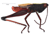 Silvitettix communis Bruner, 1904: male, lateral view. (Otu).